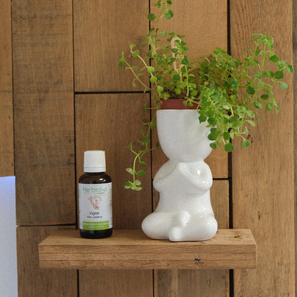 plante et bourgeons naturopathie