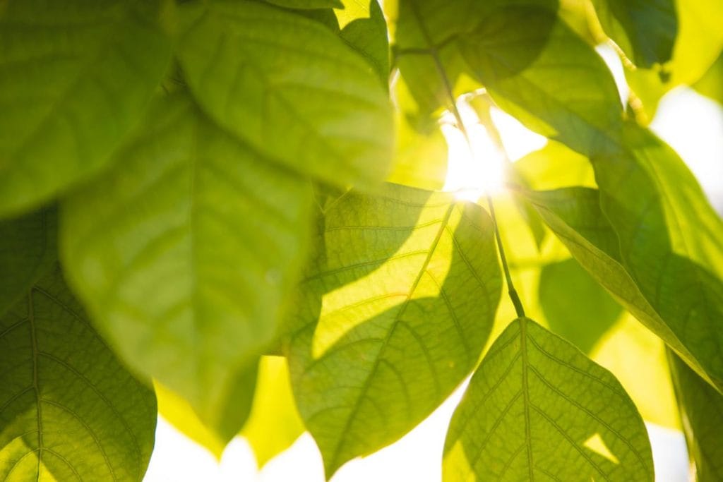 feuilles éclairées par le soleil